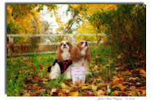Our Much Loved Cavalier King Charles Spaniels