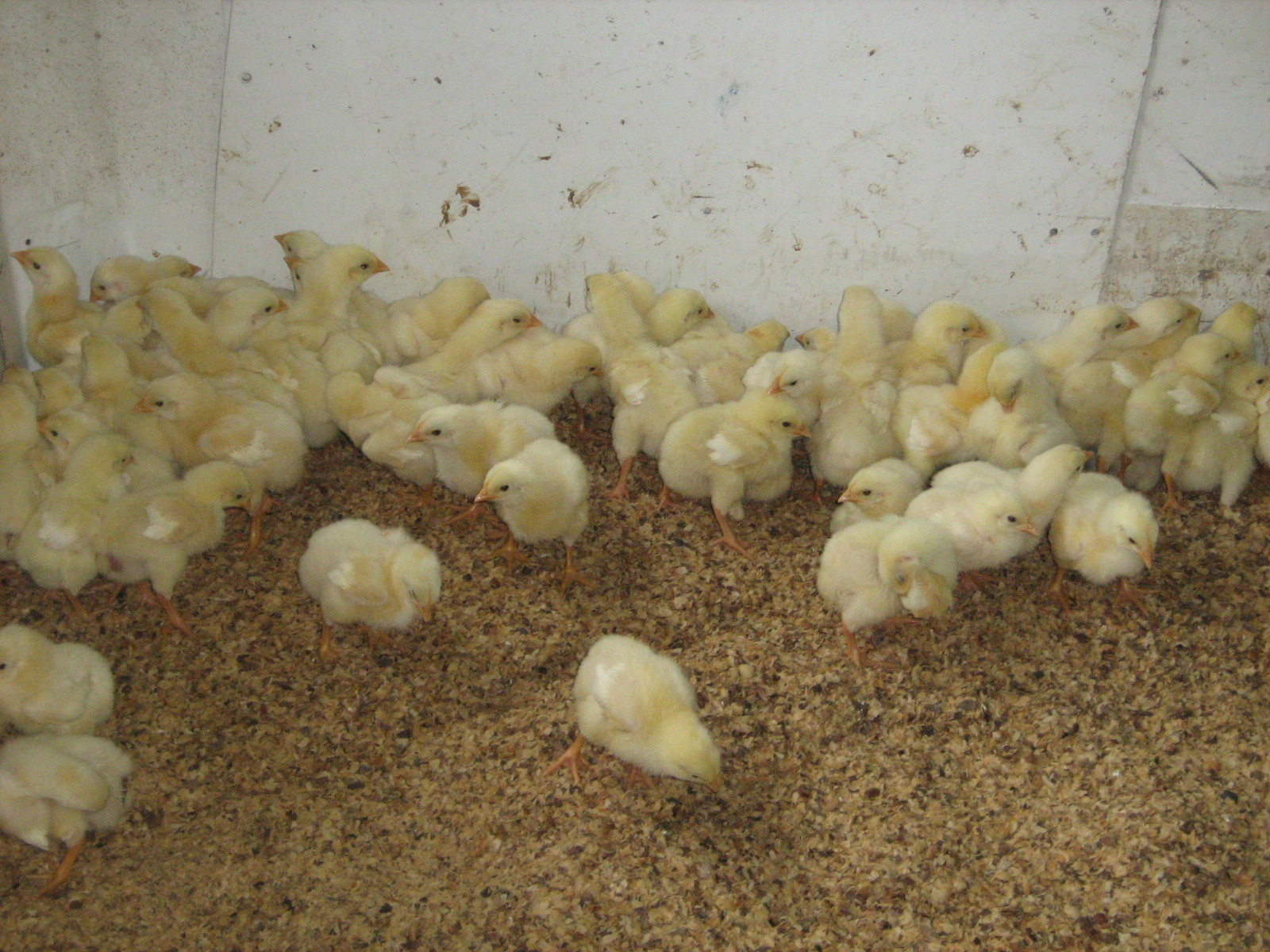 GRANJA EL EDÉN Pollo Gigante