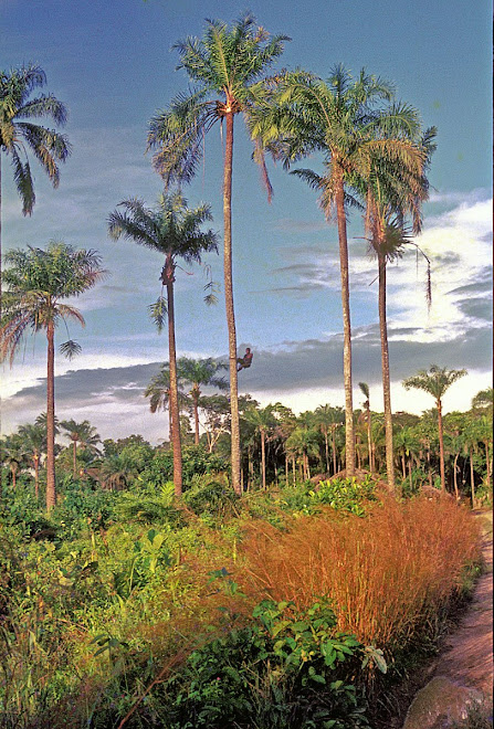 Limba palm wine climber (Mende=mapalma) near Foindu (Nongowa)