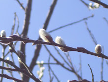 Pussy Willows In The Wild