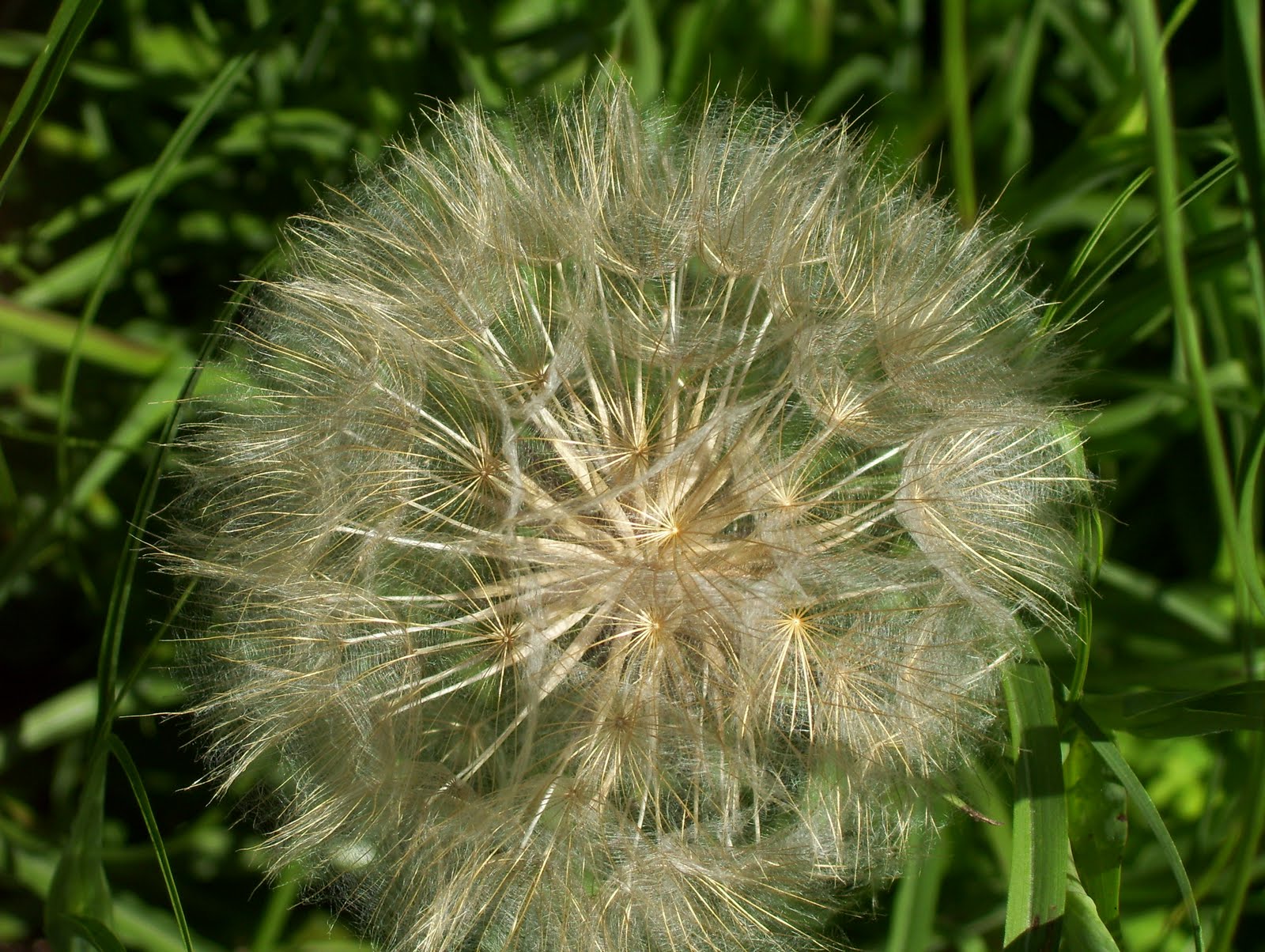 One Huge Dandelion Type Flower Officially Known as Salsify, It's a Weed