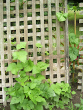 Pole Beans Climbing Up the Trellis