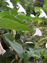 Moon Flowers