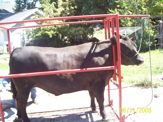 my 2008 show steer ( porke shop)