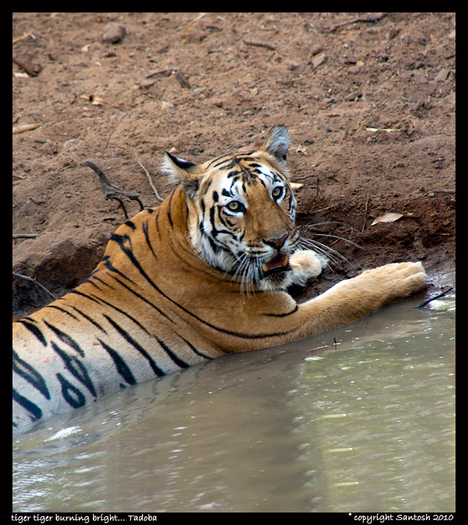 Huchchara Santhe: Tadoba (TATR) Tiger...