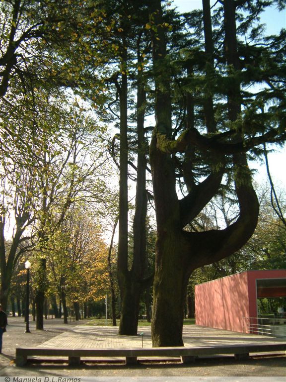 [Cedrus+Palacio+0311.jpg]