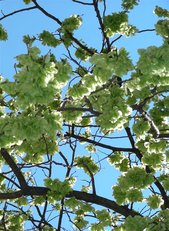 [Ulmus-matosinhos-0703-1.jpg]