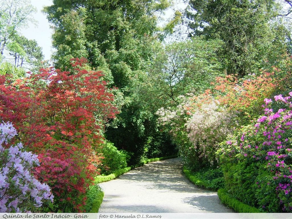 [Rododendros-S.Inacio-0604+(15).jpg]