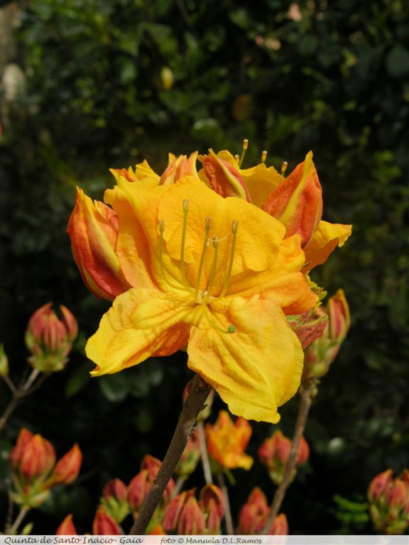 [Rododendros-S.Inacio-0604+(27).jpg]