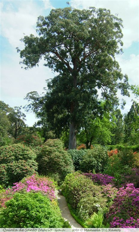 [Rododendros-S.Inacio-0604+(57).jpg]