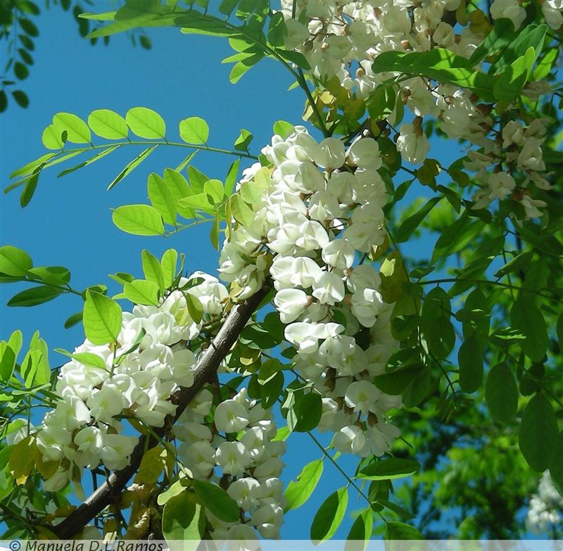 [Robinia-Maio.jpg]