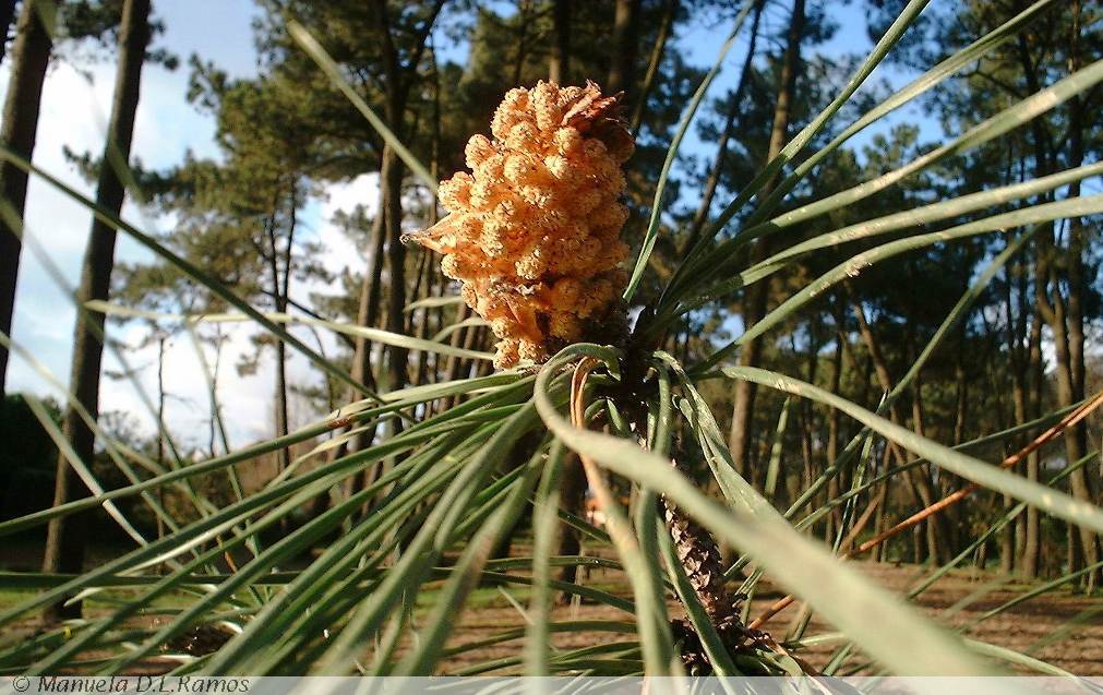 [Pinus-mdlr-+02.jpg]