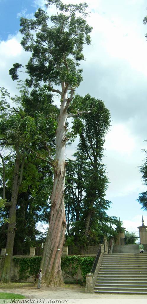 [Eucalyptus-coimbra-botanico.jpg]