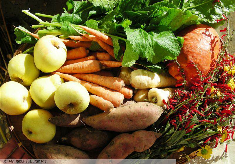 [cabaz-ecoseiva.jpg]