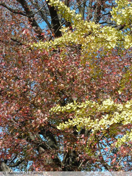 [Liquidambar-botanico-porto-0711.jpg]