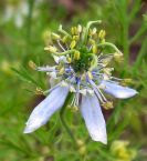The Black Seeds (Nigella Sativa)