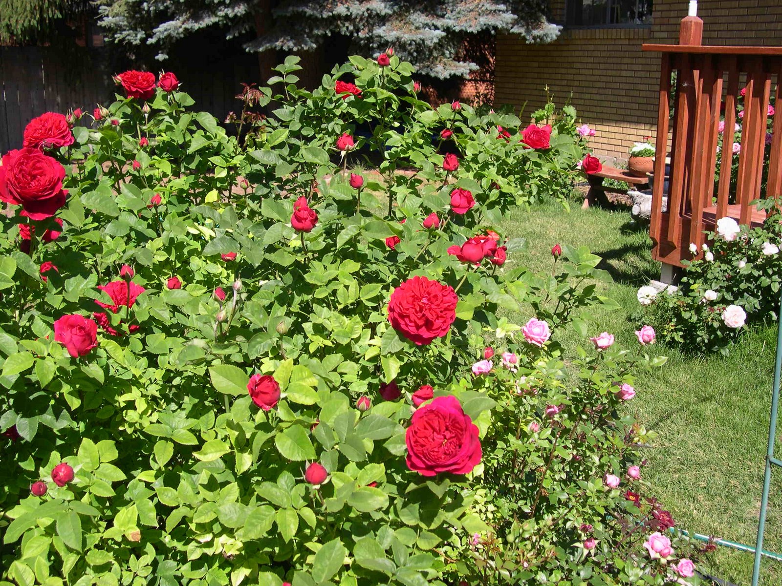 [crimsom+bouquet+grandiflora.JPG]