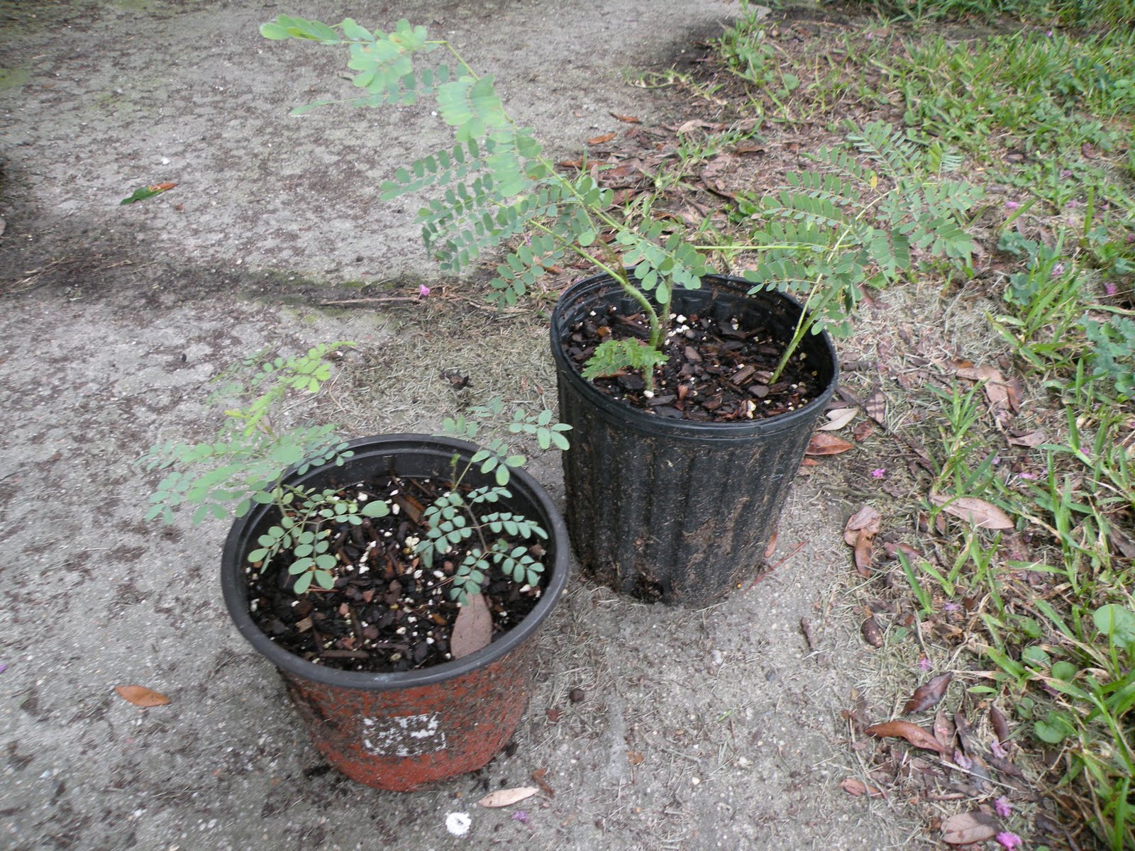 Mary�s Louisiana Garden Plant Propagation