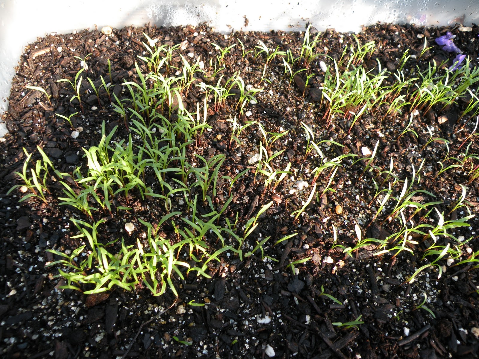 mary-s-louisiana-garden-seeds