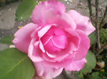 yo amo el rosa