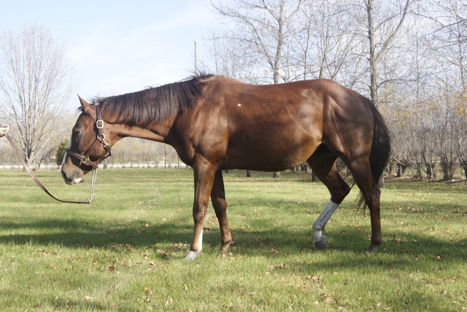 Quarter Horse Dressage Reno's Fall 2010 Conformation Pics and Lunging
