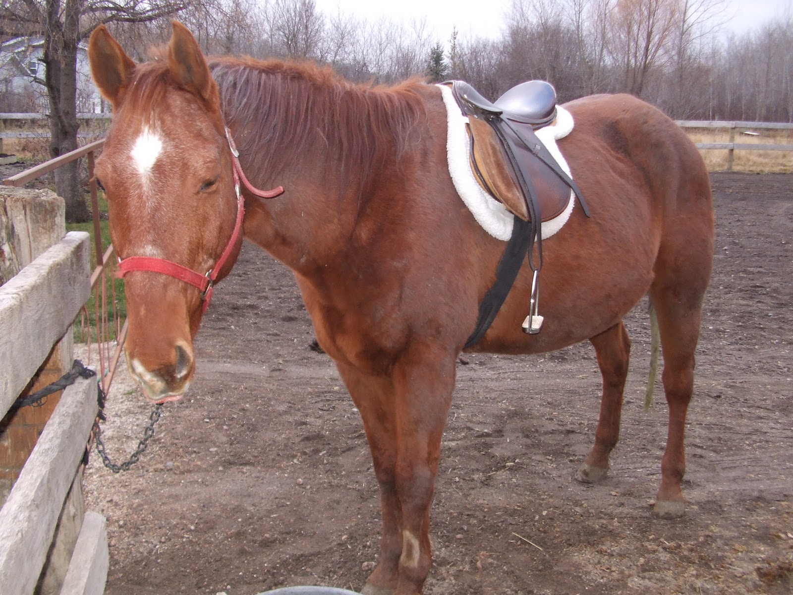 Quarter Horse Dressage Spunky Horse