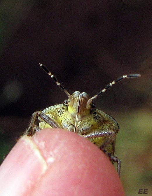 Comprar tom ford noir extreme edp perfumeria.com Mallorca es así también: PEQUEÑOS BICHOS - y raros