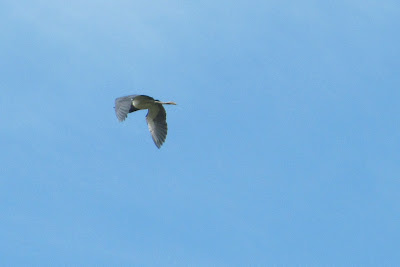 bird over trinity river audubon center