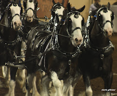 Clydesdales In Action