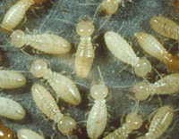 plaga de termitas