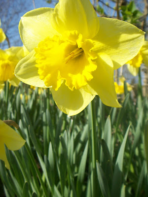 Eclectic Photography Project: Day 100 - worker bee