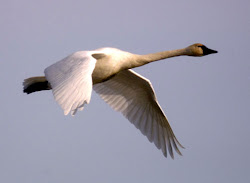 birds special makes fly ability