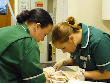 Veterinary Nurses at Work