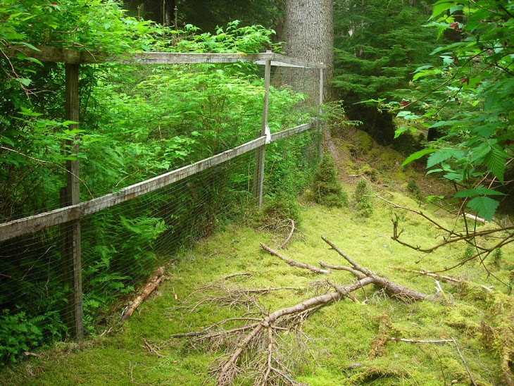 Deer exclosure in Pacific Northwest