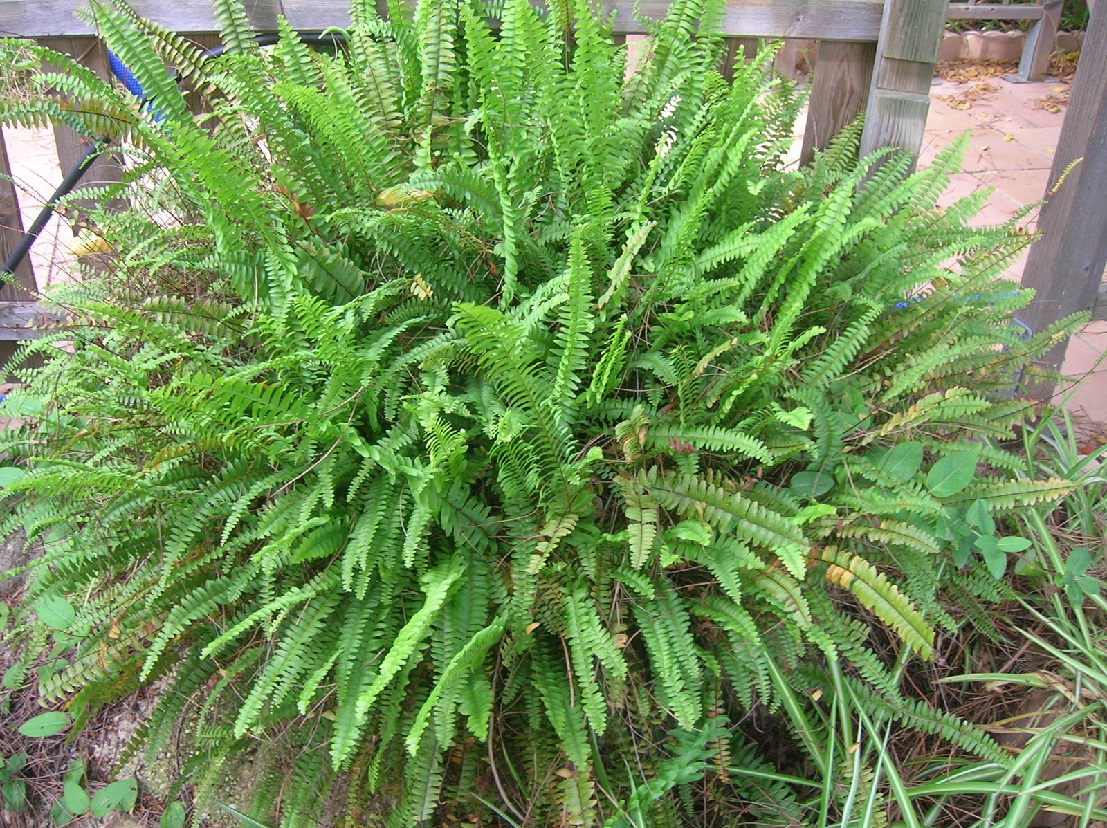 Recregarden NEPHROLEPIS EXALTATA