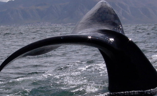 [Whale-in-Hermanus.jpg]