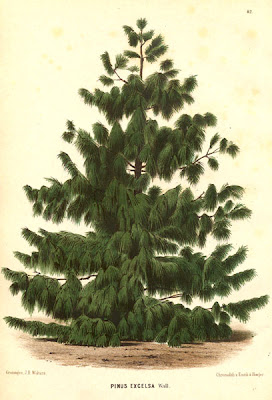 Jardim Formoso: Pinus wallichiana - A.B.Jacks.