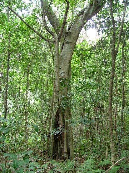 [Ficus%20rubiginosa4%20Crockers%20C+habitat.jpg]