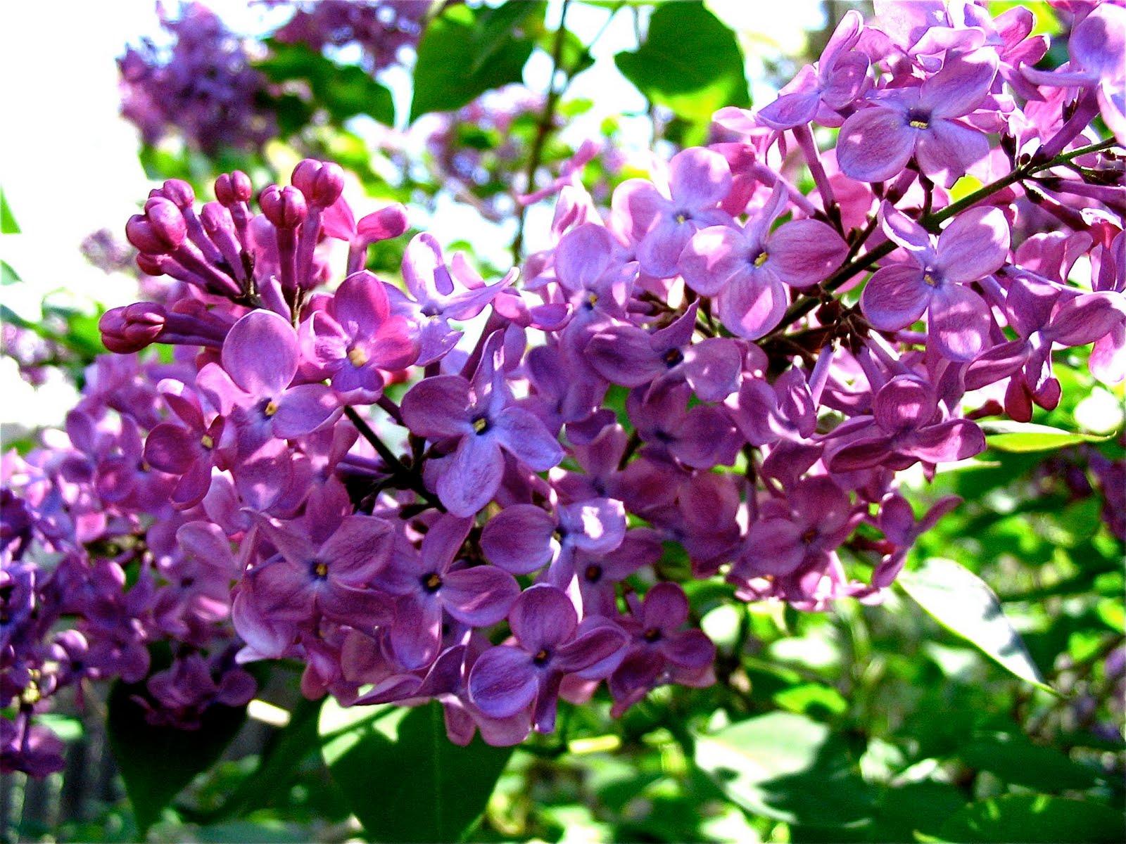 Iowa Springtime Cristina Leonard Artisan Jewelry: SPRINGTIME IN IOWA