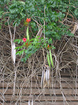 Summer vines