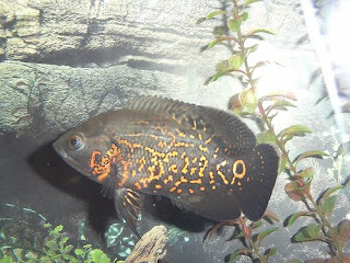 Oscer Fish