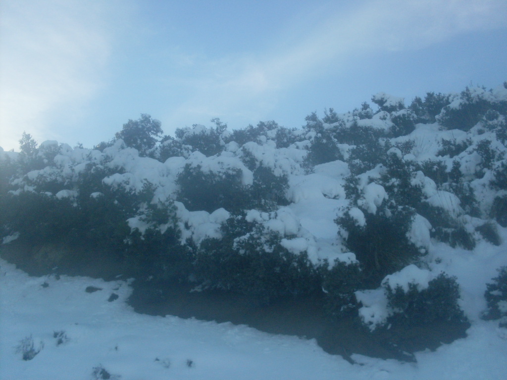 el_omaria_medea_algerie