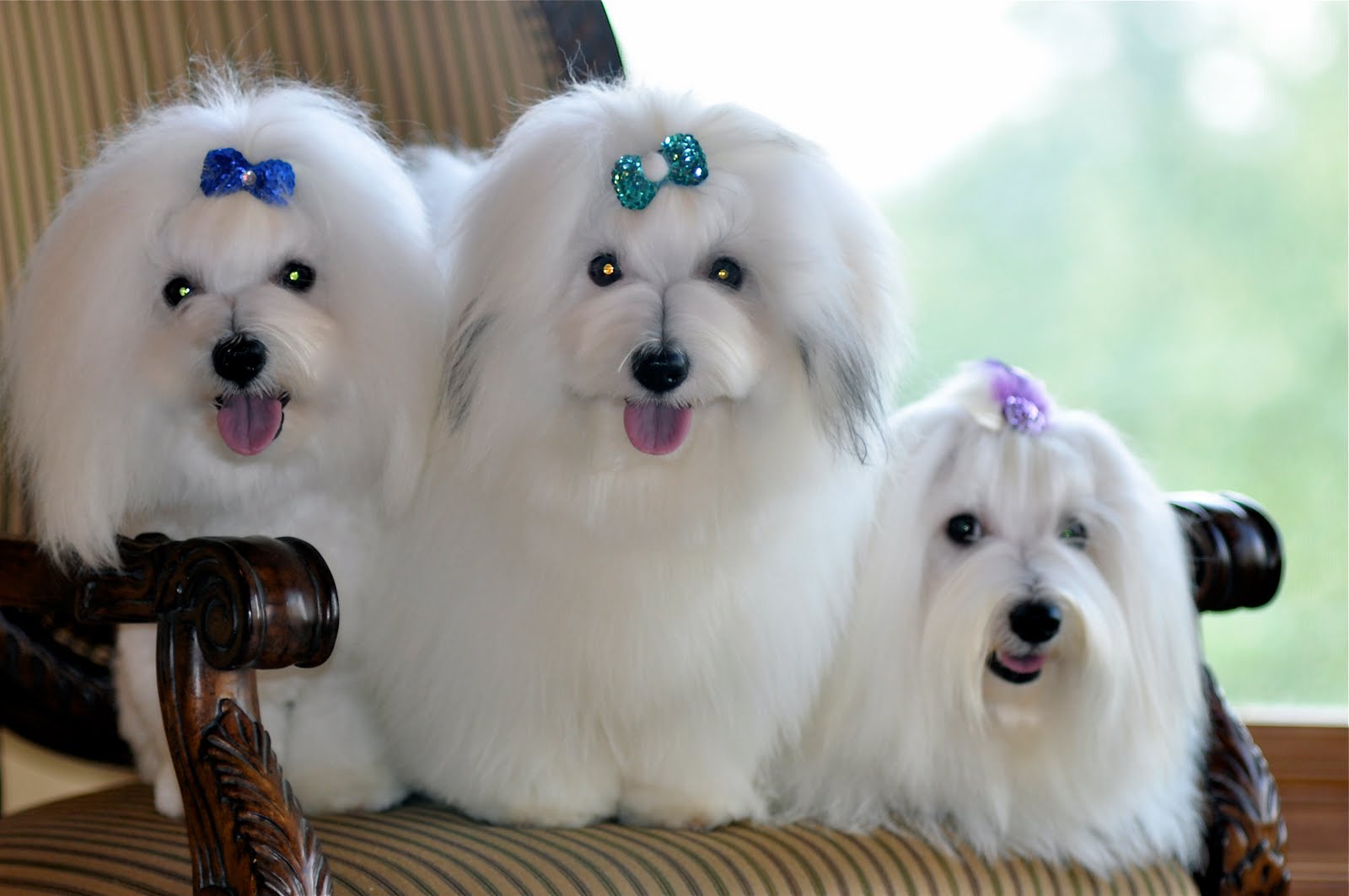 Coton de Tulear(Coton puppies) at Snowflower Cotons "The Bundle of