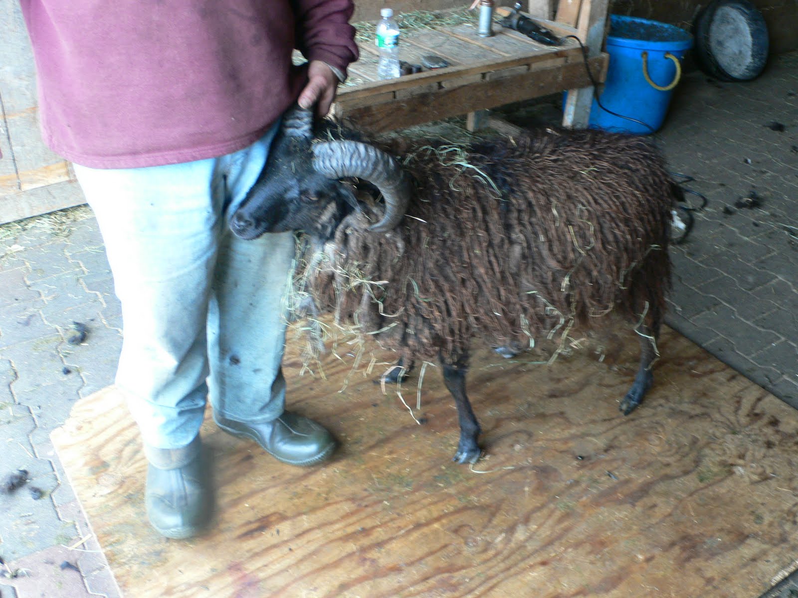Ewe & I Farm NH Sheep & Wool festival is in 11 days!!!