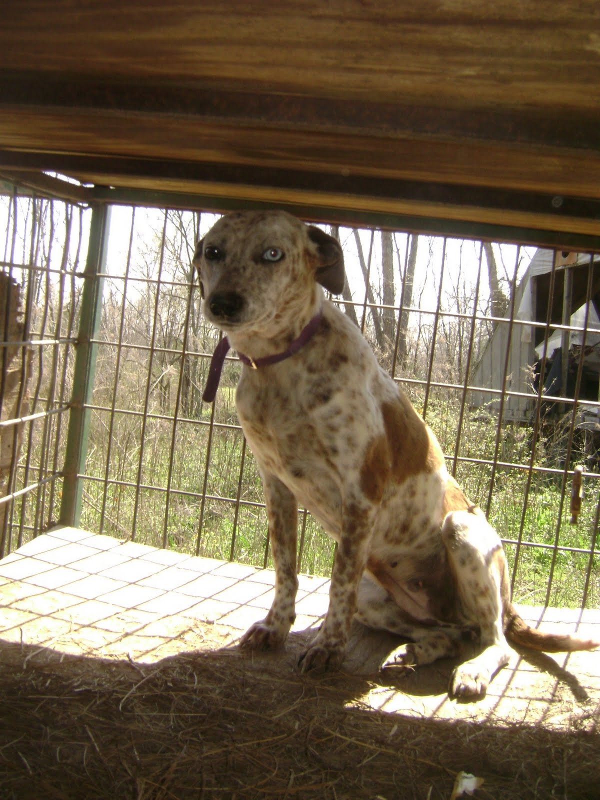 de la Houssaye's Catahoulas Various Dogs For Sale