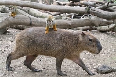 [capybara.jpg]