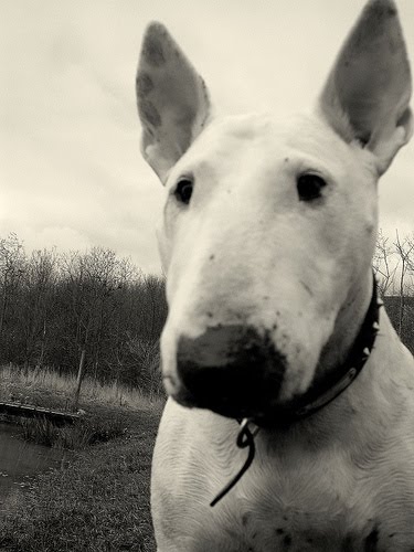 bull terrier teddy