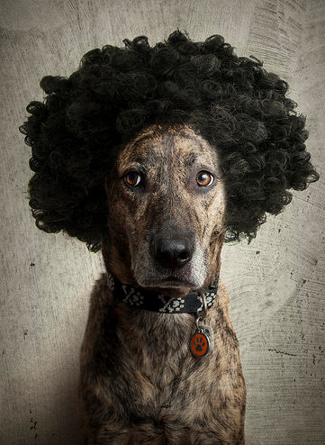 dog wig wigs dogs mix brindle chad afro hairdo animals latta funny lab boxer crazy wearing sinsin hilarious fro looking
