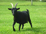 This Is Velvet, Queen Of The Herd