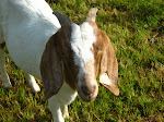 Valorie, Our Sweet Boer Doe